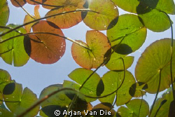 Water lily leafes with silhouettes of a few dragon fly's. by Arjan Van Die 